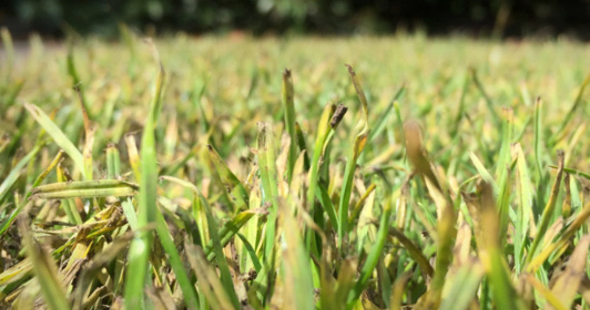 Yellow Turf Buy Turf