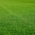 Luxury turf no banner