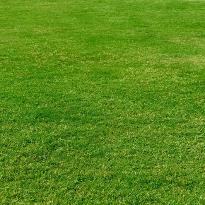 Lawn turf no banner