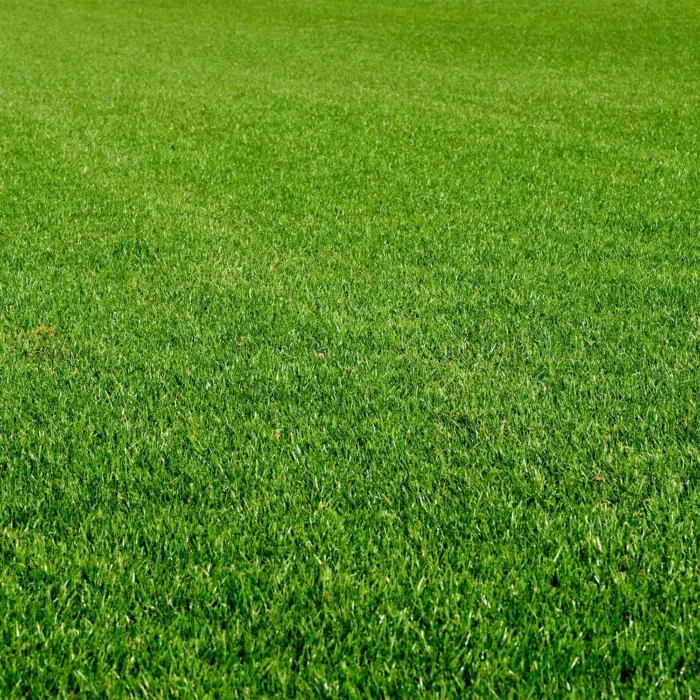 Luxury turf no banner