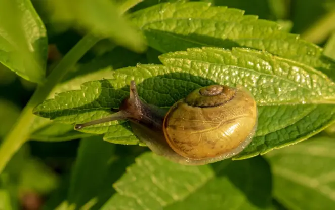 Snail in the garden