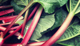 Rhubarb3