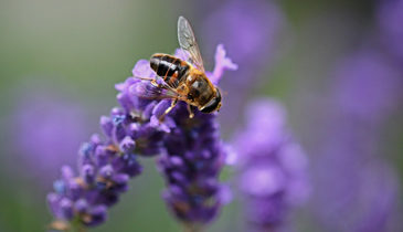 Lavender