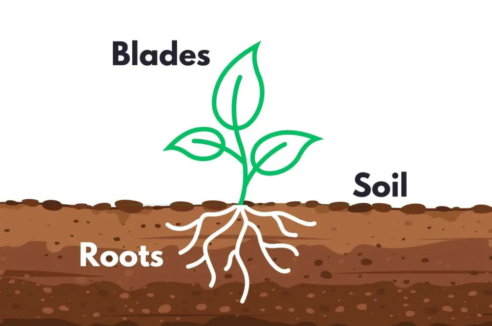 Turf anatomy