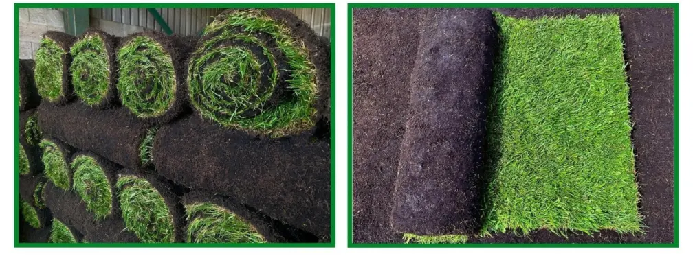 Turf quality