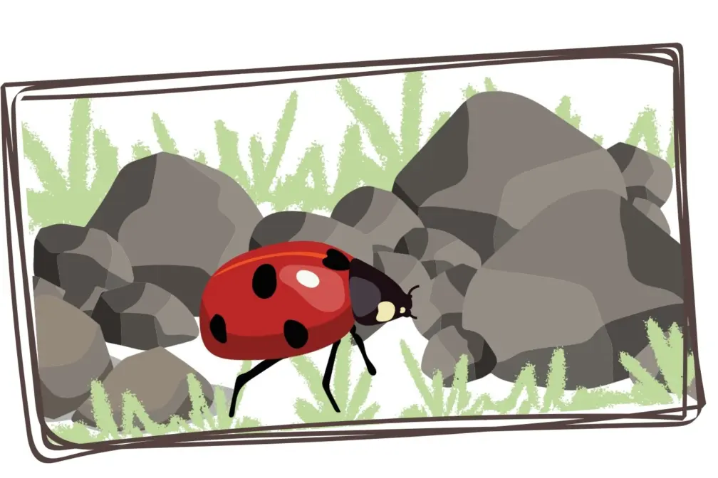 Ladybird grass