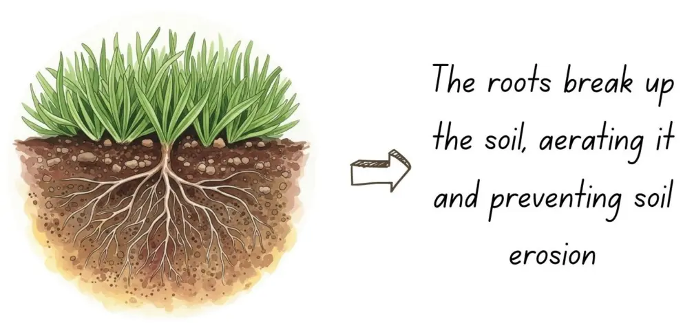 Turf roots