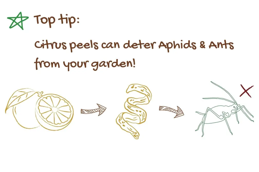 Citrus pest deterrent