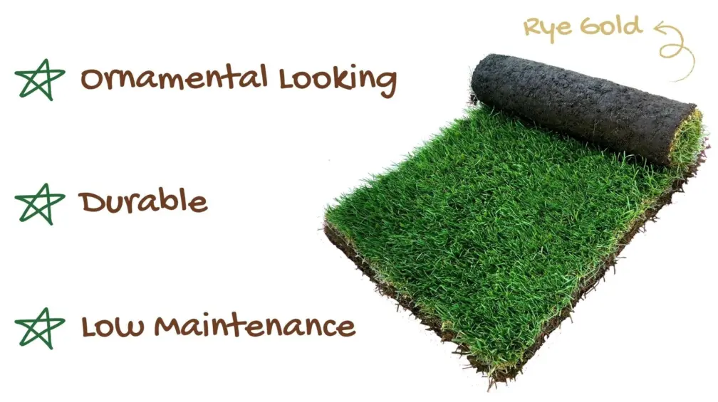 Rye gold turf benefits