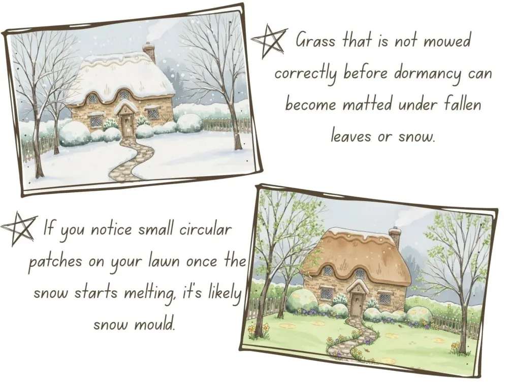 Lawn affected by snow mould 2