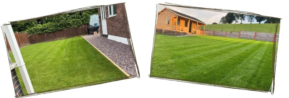 Rye gold turf customer pictures