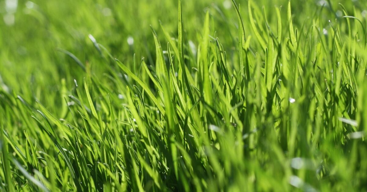 Types of Grass Commonly Used in Turf and Why | Online Turf