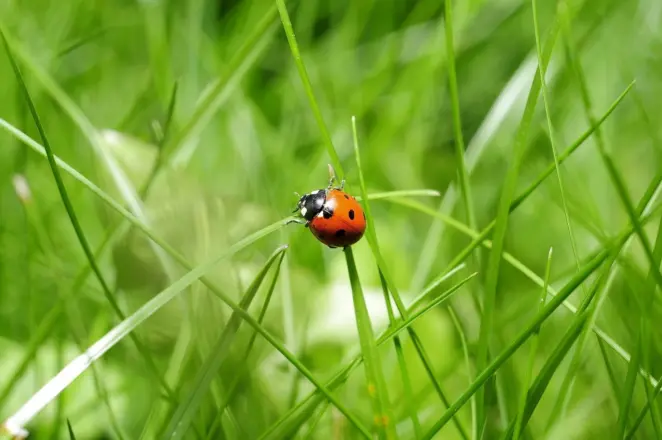 Attracting wildlife to garden