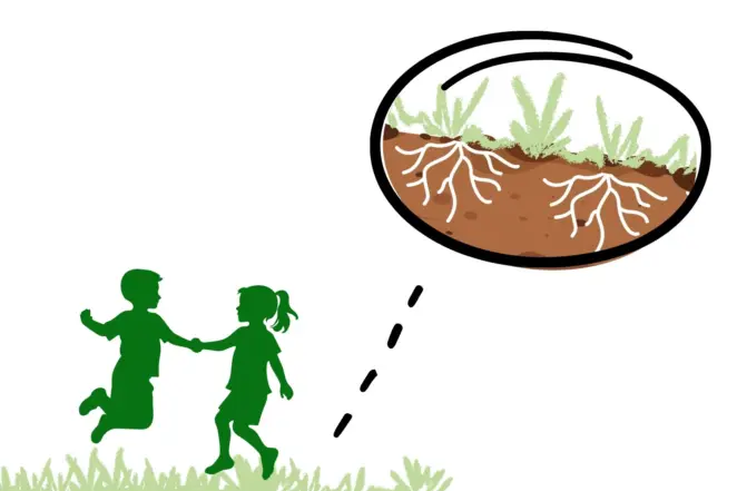Grass roots