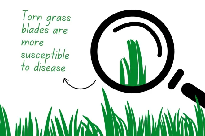 Torn grass blades