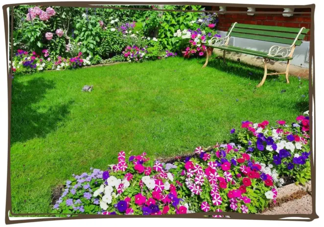 Rye gold turf lawn