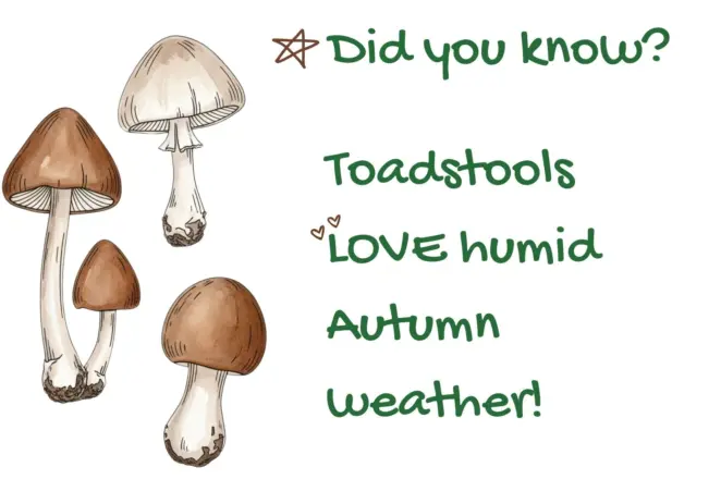Toadstools in autumn