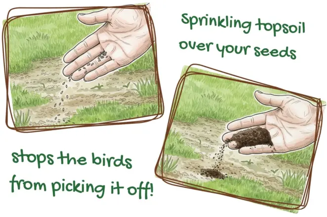 Sprinkling topsoil