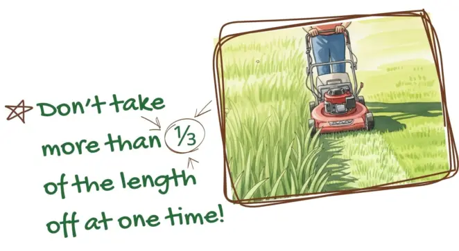 Mowing in summer