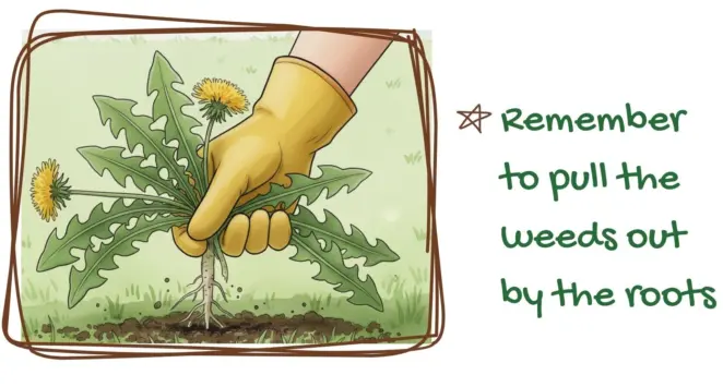 Removing weeds spring
