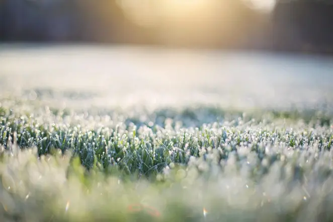 Frost on grass