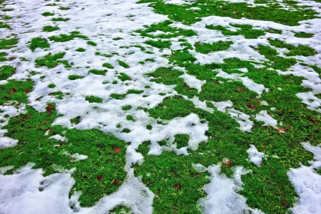 Snow on established lawn