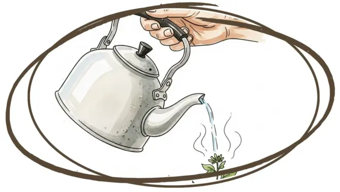 Using boiling water as natural herbicide