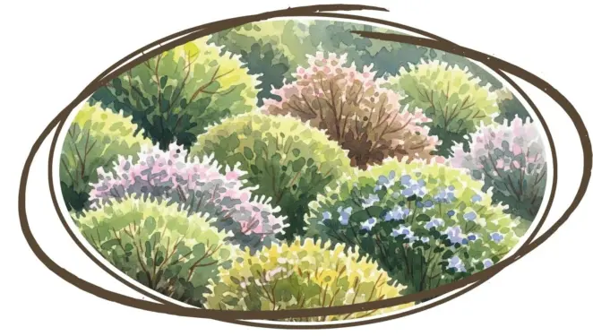 Shrubs in the garden