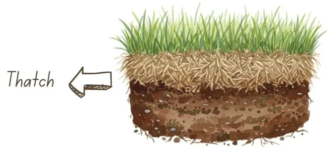 Lawn with an excessive layer of thatch