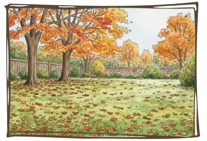 Leaves and debris on the lawn