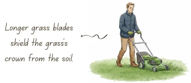 Grass blades insulating the crown