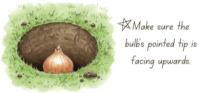 Planting bulbs in the lawn