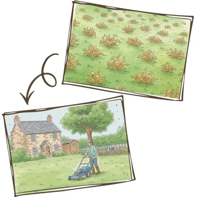 Mowing a lawn aftter bulbs flowering