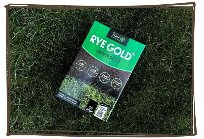 Rye gold seed