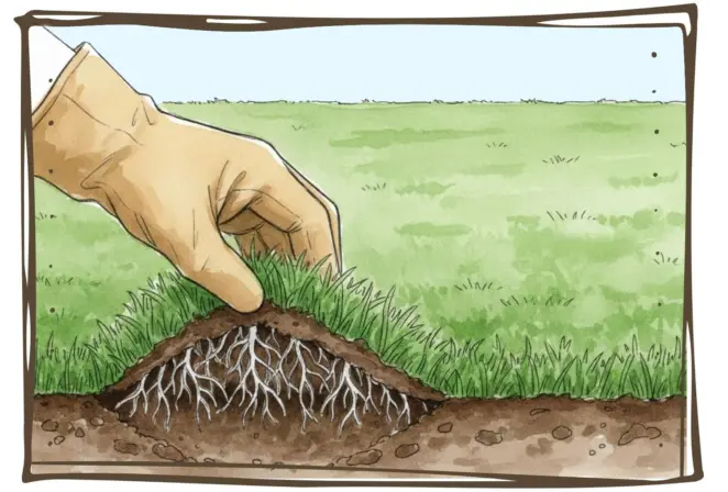 Checking if the turf has rooted