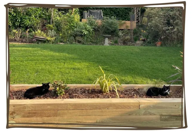 Cats laying down on stadium turf