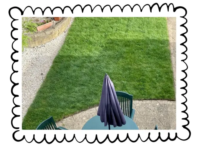 Budget turf for beginners