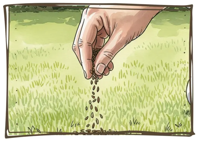 Overseeding lawn after winter