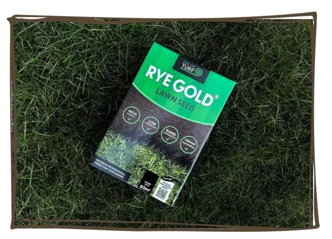 Rye gold overseeding