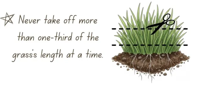 One third lawn care rule