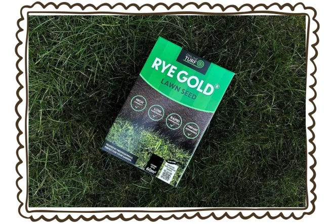 Rye gold lawn grass seed