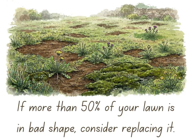 Lawn full of weeds and bare patches