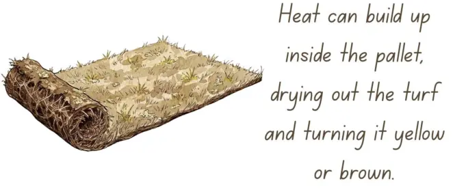 Dry turf rolls
