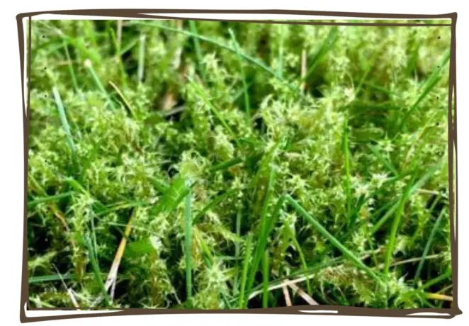 Tackling moss blog