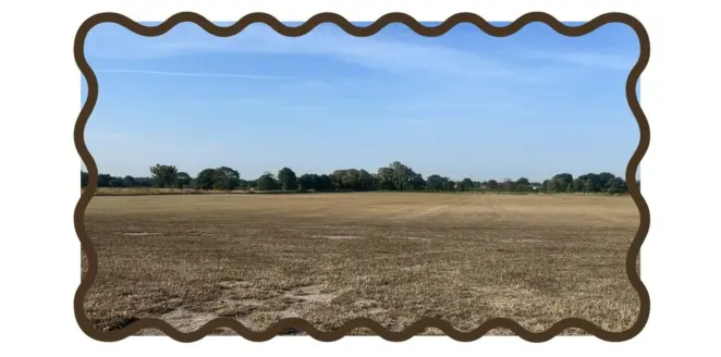 Dry grass 3