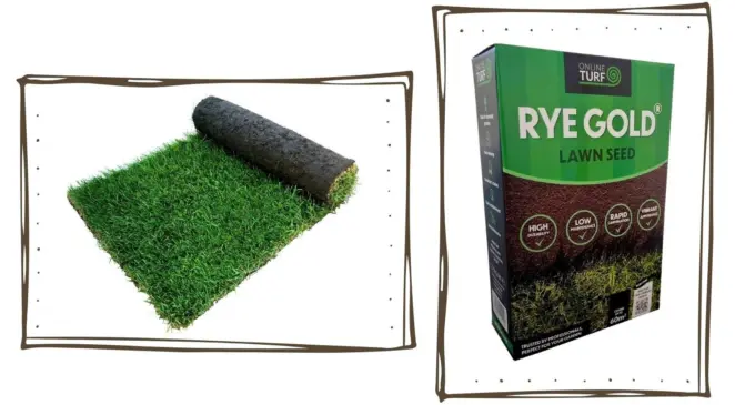 Turf and lawn seed