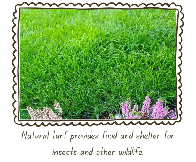 Natural turf benefits 3