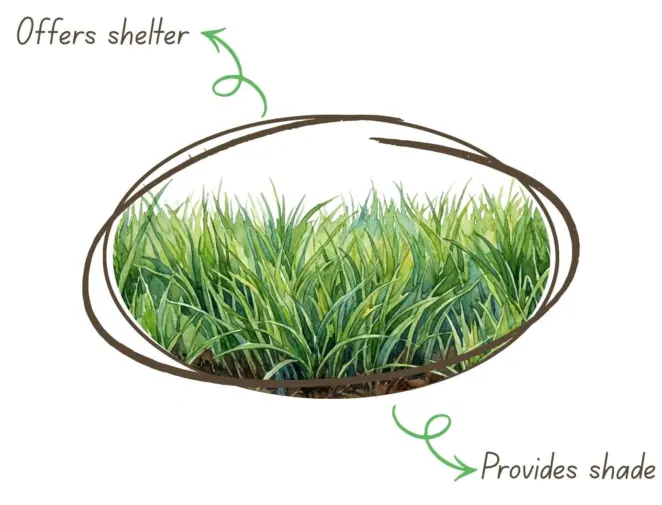 How to attract wildlife to garden