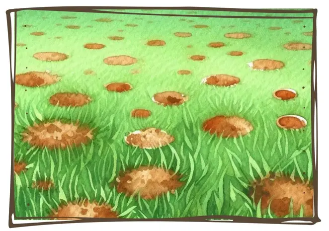 Dollar spot disease