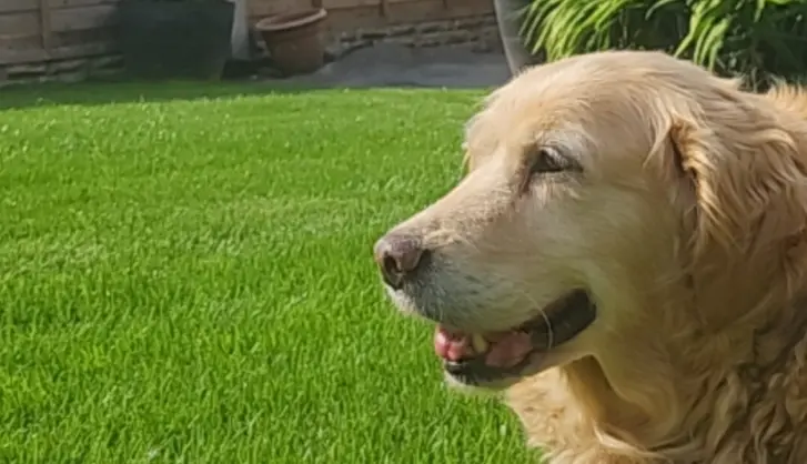 Turf for dogs